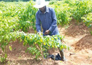 More farmers in Bono East switch to vegetable production