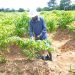 More farmers in Bono East switch to vegetable production