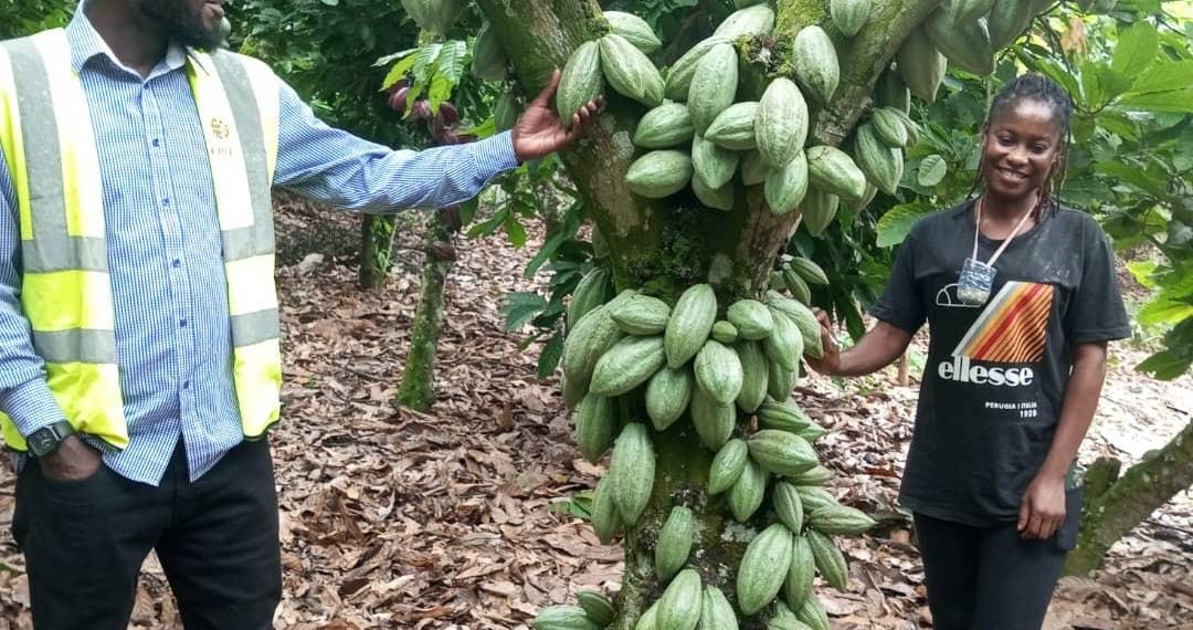 COCOBOD supports four institutions to cultivate cocoa on their campuses 