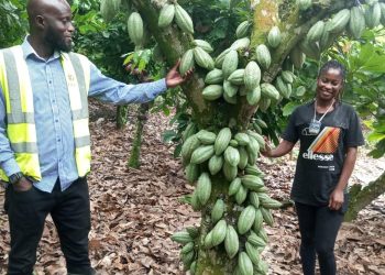 COCOBOD supports four institutions to cultivate cocoa on their campuses 