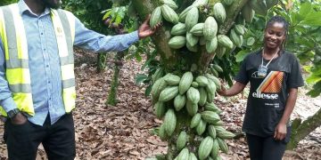 COCOBOD supports four institutions to cultivate cocoa on their campuses 