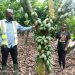 COCOBOD supports four institutions to cultivate cocoa on their campuses 