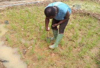 Rice farmers can save over 30% water without yield loss – Research