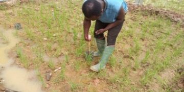 Rice farmers can save over 30% water without yield loss – Research