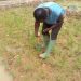 Rice farmers can save over 30% water without yield loss – Research Rice farmers can save over 30% water without yield loss – Research