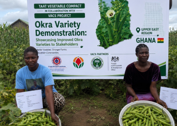 CSIR-CRI Strengthens Capacity of Okra Seed Producers Through Intensive Training Programme Organised By Vacs-Breeding: Okra