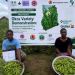 CSIR-CRI Strengthens Capacity of Okra Seed Producers Through Intensive Training Programme Organised By Vacs-Breeding: Okra CSIR-CRI Strengthens Capacity of Okra Seed Producers Through Intensive Training Programme Organised By Vacs-Breeding: Okra