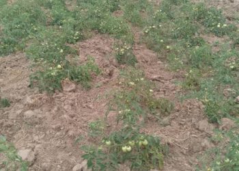 Ada tomato farmers call for probe into dying seedlings 