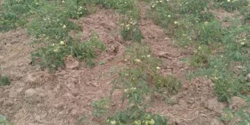 Ada tomato farmers call for probe into dying seedlings 