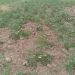 Ada tomato farmers call for probe into dying seedlings 