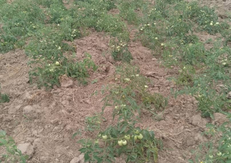Ada tomato farmers call for probe into dying seedlings 