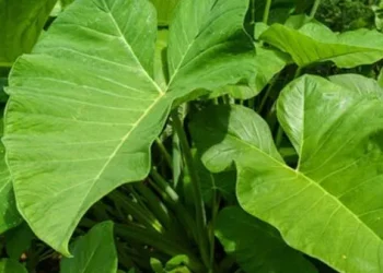 Kontomire has Higher Nutritional Value than Spinach, Broccoli – Dietician