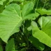 Kontomire has Higher Nutritional Value than Spinach, Broccoli – Dietician