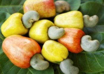Ghana Processes Less than 6% of Cashew Output as Farmers Face Price Plunge