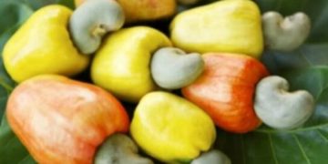 Ghana Processes Less than 6% of Cashew Output as Farmers Face Price Plunge