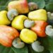 Ghana Processes Less than 6% of Cashew Output as Farmers Face Price Plunge