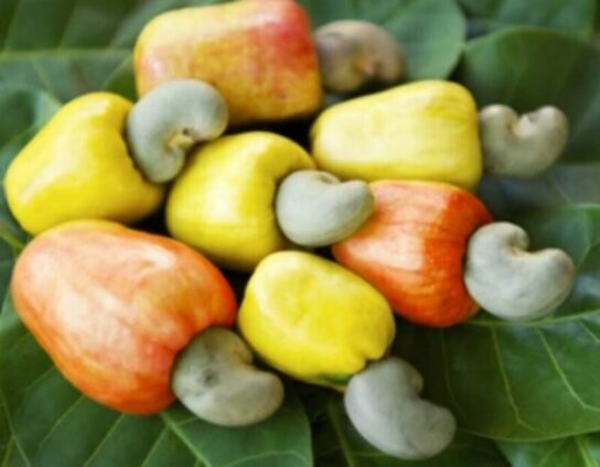Ghana Processes Less than 6% of Cashew Output as Farmers Face Price Plunge Ghana Processes Less than 6% of Cashew Output as Farmers Face Price Plunge