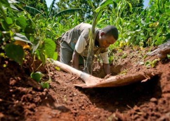Global soil degradation worsens as sustainable practices lag – FAO