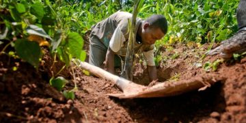 Global soil degradation worsens as sustainable practices lag – FAO