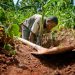 Global soil degradation worsens as sustainable practices lag – FAO