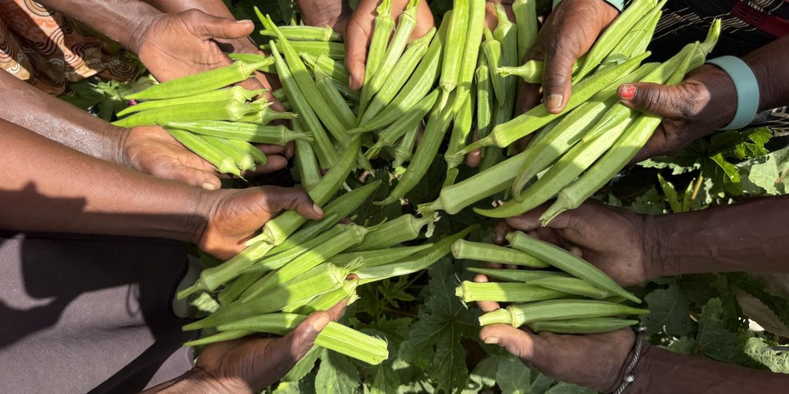 From Research Plots to Farmers’ Fields: the New Okra Varieties Winning Hearts Across Ghana