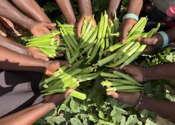 From Research Plots to Farmers’ Fields: the New Okra Varieties Winning Hearts Across Ghana