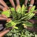 From Research Plots to Farmers’ Fields: the New Okra Varieties Winning Hearts Across Ghana
