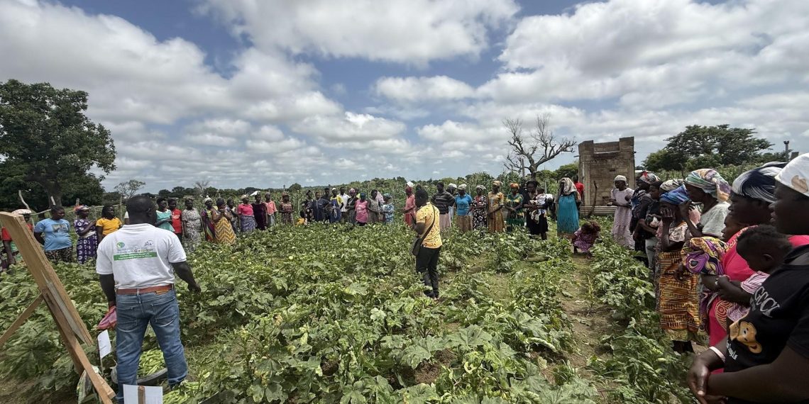 Csir-CRI Commissions New Screenhouse and Irrigation Facility to Strengthen Seed Production Under Vacs -Breeding: Okra