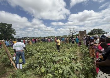 Csir-CRI Commissions New Screenhouse and Irrigation Facility to Strengthen Seed Production Under Vacs -Breeding: Okra