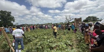 Csir-CRI Commissions New Screenhouse and Irrigation Facility to Strengthen Seed Production Under Vacs -Breeding: Okra Csir-CRI Commissions New Screenhouse and Irrigation Facility to Strengthen Seed Production Under Vacs -Breeding: Okra