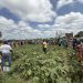 Csir-CRI Commissions New Screenhouse and Irrigation Facility to Strengthen Seed Production Under Vacs -Breeding: Okra