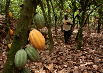 Parliament Approves Landmark COCOBOD Reforms to Strengthen Cocoa Sector