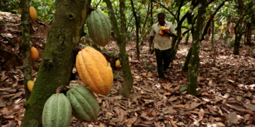 Parliament Approves Landmark COCOBOD Reforms to Strengthen Cocoa Sector