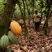 Parliament Approves Landmark COCOBOD Reforms to Strengthen Cocoa Sector Parliament Approves Landmark COCOBOD Reforms to Strengthen Cocoa Sector