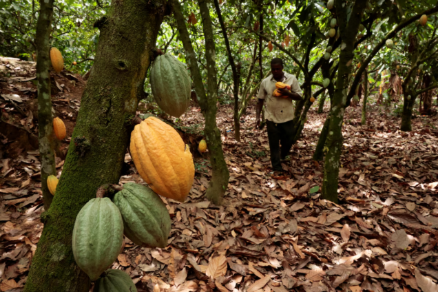Parliament Approves Landmark COCOBOD Reforms to Strengthen Cocoa Sector Parliament Approves Landmark COCOBOD Reforms to Strengthen Cocoa Sector