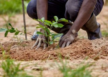 Women with disabilities nurture trees to combat deforestation in Ahafo