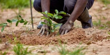 Women with disabilities nurture trees to combat deforestation in Ahafo Women with disabilities nurture trees to combat deforestation in Ahafo
