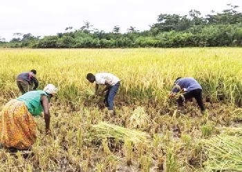 Peasant Farmers Demand Emergency Support Over Unsold Rice Produce