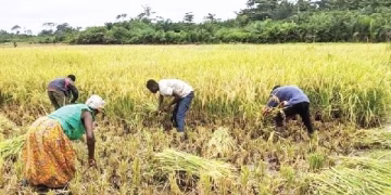 Peasant Farmers Demand Emergency Support Over Unsold Rice Produce