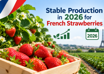 Stable Production in 2026 for French Strawberries