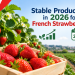 Stable Production in 2026 for French Strawberries