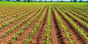 Banks should Mobilise bn for Medium and Large-scale Farming – Kojo Akoto Boateng