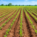 Banks should Mobilise bn for Medium and Large-scale Farming – Kojo Akoto Boateng