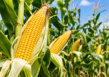 Bono Agriculture Directorate projects 1.2 million metric tonnes of maize in 2026