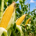 Bono Agriculture Directorate projects 1.2 million metric tonnes of maize in 2026