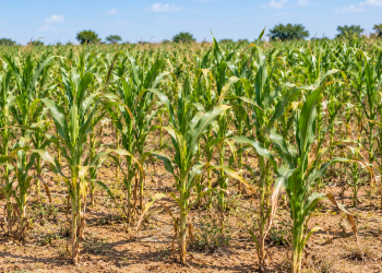 Dry Spell Threatens Maize Fields in Sissala East and West Districts