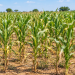 Dry Spell Threatens Maize Fields in Sissala East and West Districts
