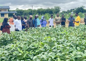 Agricultural Extension Agents undergo training to drive soybean innovation  
