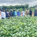 Agricultural Extension Agents undergo training to drive soybean innovation 