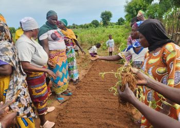 Boost to Bloom Team Equips Farmers and Youth with Practical Vegetable Production Skills in Sabegu